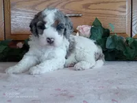 Rose is adopted, a female Miniature Bernedoodle for sale in Edon, OH – Photo 1 of 7