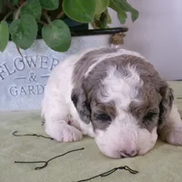 Rose is adopted, a female Miniature Bernedoodle for sale in Edon, OH – Photo 5 of 7