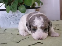 Rose is adopted, a female Miniature Bernedoodle for sale in Edon, OH – Photo 5 of 7