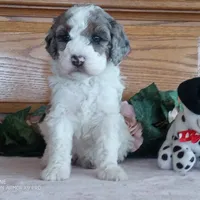 Rose is adopted, a female Miniature Bernedoodle for sale in Edon, OH – Photo 2 of 7