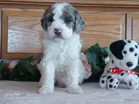 Rose is adopted, a female Miniature Bernedoodle for sale in Edon, OH – Photo 2 of 7