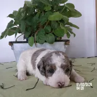 Rose is adopted, a female Miniature Bernedoodle for sale in Edon, OH – Photo 4 of 7