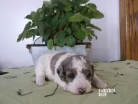 Rose is adopted, a female Miniature Bernedoodle for sale in Edon, OH – Photo 4 of 7