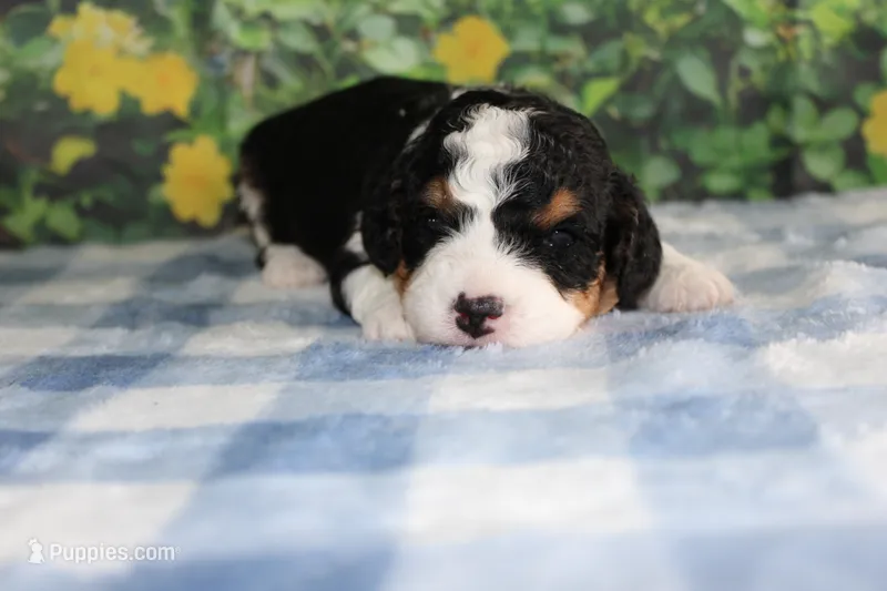marshal – Miniature Bernedoodle puppy for sale in Edon, OH