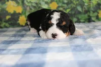 marshal, a male Miniature Bernedoodle for sale in Edon, OH – 1 of 5