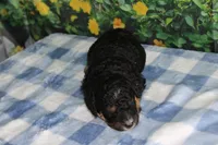 mike, a male Miniature Bernedoodle for sale in Edon, OH – 8 of 8