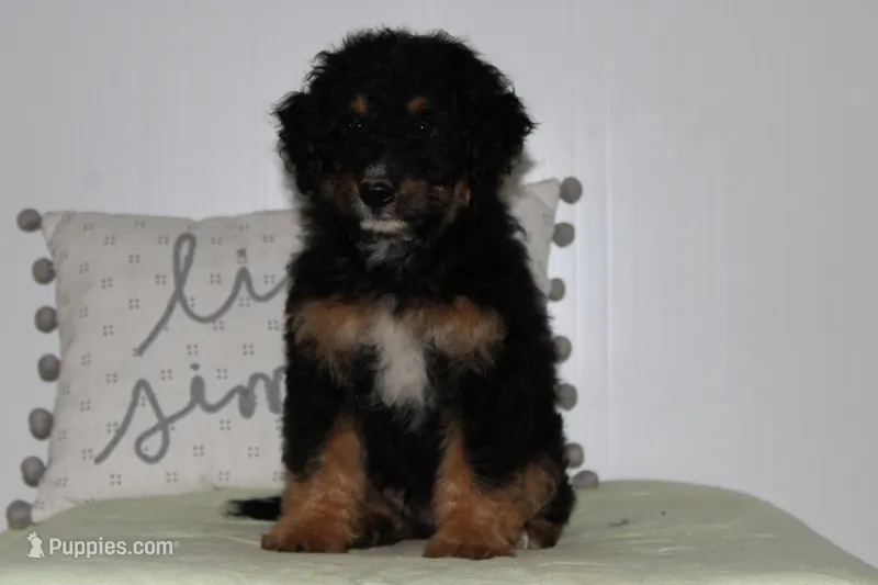 mike – Miniature Bernedoodle puppy for sale in Edon, OH