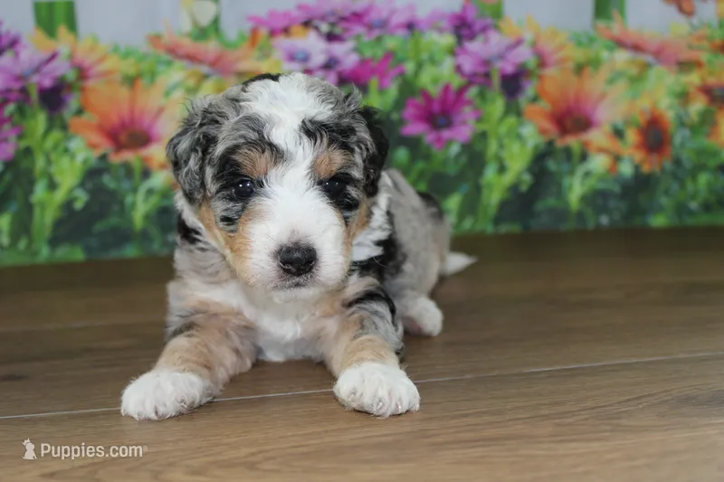 mack – Miniature Bernedoodle puppy for sale in Edon, OH