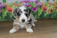 mack, a male Miniature Bernedoodle for sale in Edon, OH – 4 of 10