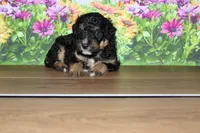 mike, a male Miniature Bernedoodle for sale in Edon, OH – 6 of 8