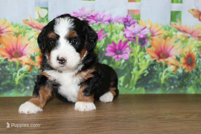 Mara – Miniature Bernedoodle puppy for sale in Edon, OH