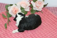 Leslie, a female Miniature Bernedoodle for sale in Edon, OH – 2 of 2