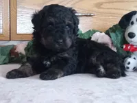 libby is adopted, a female Miniature Bernedoodle for sale in Edon, OH – Photo 2 of 4