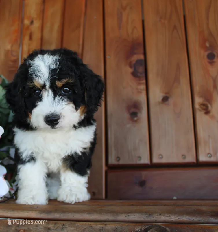 marshal – Miniature Bernedoodle puppy on hold in Edon, OH