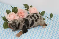 Jazz, a male Miniature Bernedoodle for sale in Edon, OH – 3 of 3