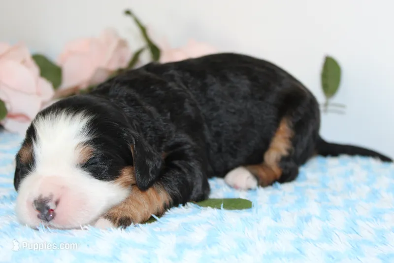 Jaylin – Miniature Bernedoodle puppy for sale in Edon, OH