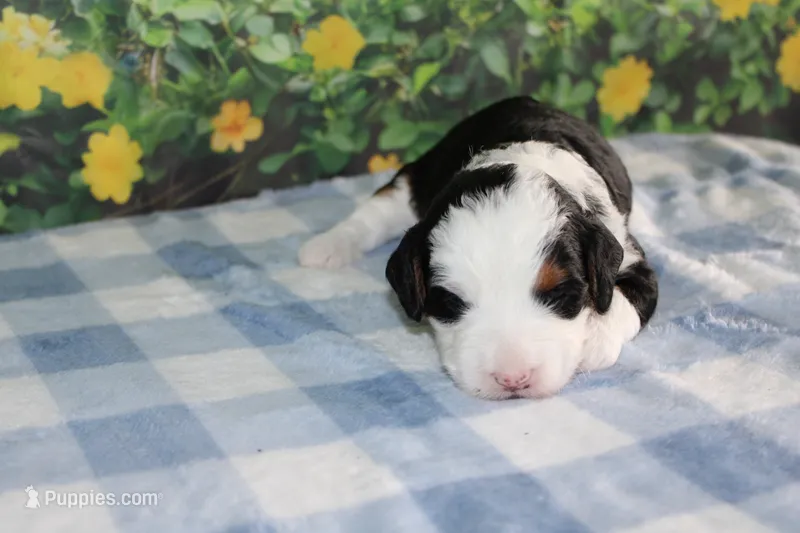 Benjie – Miniature Bernedoodle puppy for sale in Edon, OH