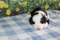 Benjie, a male Miniature Bernedoodle for sale in Edon, OH – 1 of 3