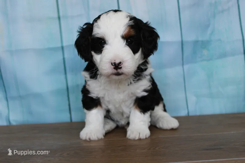Benjie – Miniature Bernedoodle puppy for sale in Edon, OH