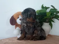 processed/1b58dba6-b85c-4cfb-aaf2-cd0da5340b7a/listing/626fd52a-fa98-4f4a-a767-207eeba3d52c/2a36647b-23c0-4788-bd2e-7a885bc0173f