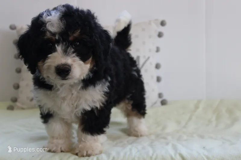 marshal – Miniature Bernedoodle puppy for sale in Edon, OH