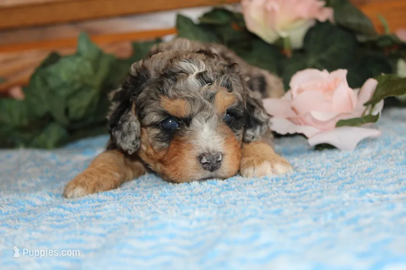 Skylight – Miniature Bernedoodle puppy for sale in Edon, OH