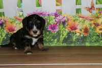 max, a male Miniature Bernedoodle for sale in Edon, OH – 4 of 6