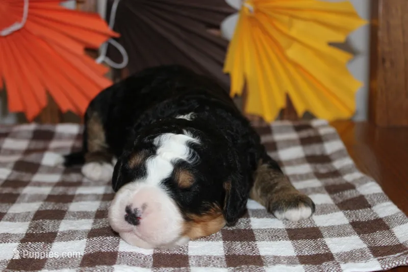 Snickers – Miniature Bernedoodle puppy for sale in Edon, OH