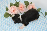 Christian, a male Miniature Bernedoodle for sale in Edon, OH – 3 of 3