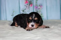 tylar, a male Miniature Bernedoodle for sale in Edon, OH – 3 of 3