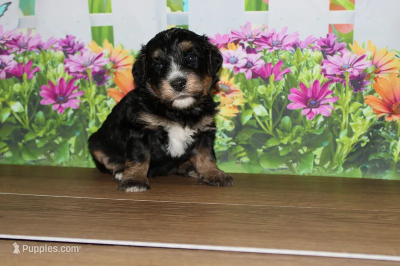 max – Miniature Bernedoodle puppy for sale in Edon, OH