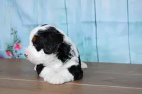 Benjie, a male Miniature Bernedoodle for sale in Edon, OH – 6 of 7