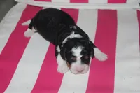 mike, a male Miniature Bernedoodle for sale in Edon, OH – 1 of 2