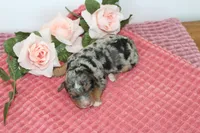 Skylight, a female Miniature Bernedoodle for sale in Edon, OH – 2 of 3