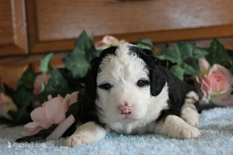 Leslie – Miniature Bernedoodle puppy for sale in Edon, OH