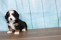 Mara, a female Miniature Bernedoodle for sale in Edon, OH – 2 of 6