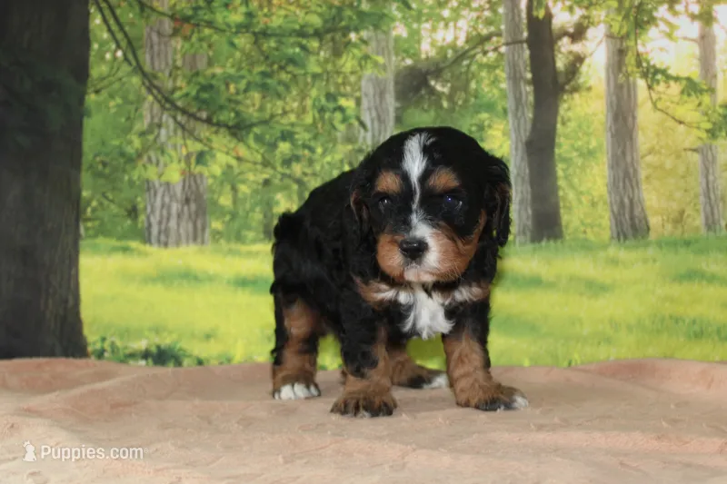 sammy – Miniature Bernedoodle puppy for sale in Edon, OH