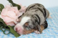 Jazz, a male Miniature Bernedoodle for sale in Edon, OH – 2 of 3