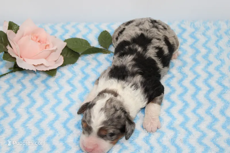Landon – Miniature Bernedoodle puppy for sale in Edon, OH