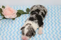 Landon, a male Miniature Bernedoodle for sale in Edon, OH – 1 of 4