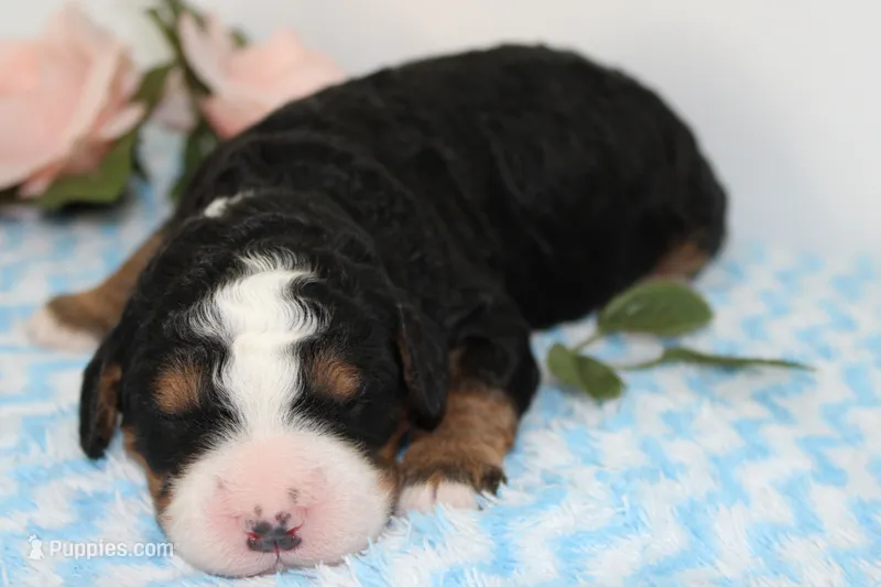 Snickers – Miniature Bernedoodle puppy for sale in Edon, OH