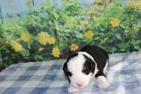 Benjie, a male Miniature Bernedoodle for sale in Edon, OH – 3 of 3
