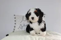 Benjie, a male Miniature Bernedoodle for sale in Edon, OH – 2 of 7