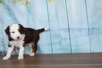 melena , a female Miniature Bernedoodle for sale in Edon, OH – 2 of 8