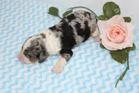 Landon, a male Miniature Bernedoodle for sale in Edon, OH – 4 of 4