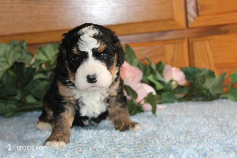 Snickers – Miniature Bernedoodle puppy for sale in Edon, OH