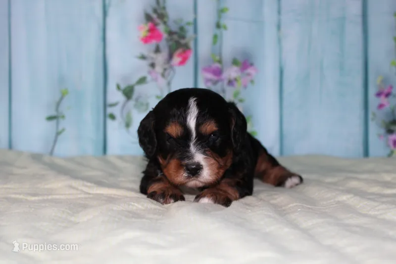 sammy – Miniature Bernedoodle puppy for sale in Edon, OH