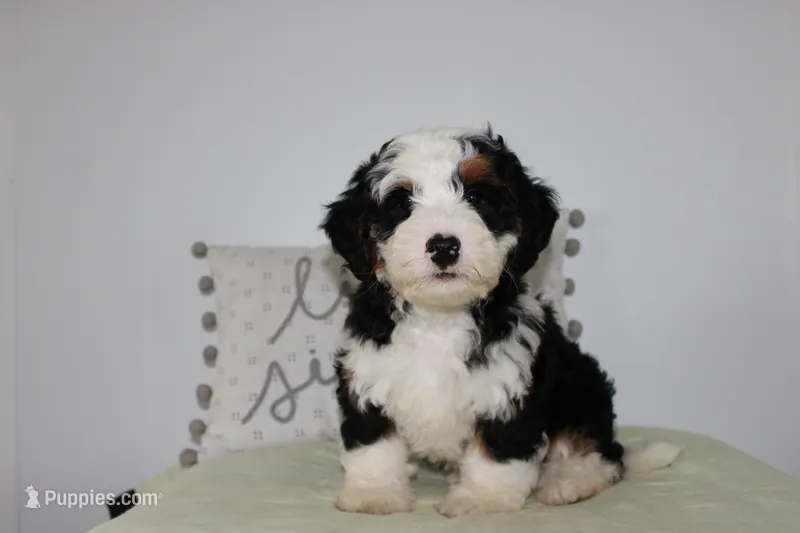 Benjie – Miniature Bernedoodle puppy for sale in Edon, OH