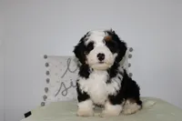 Benjie, a male Miniature Bernedoodle for sale in Edon, OH – 1 of 7