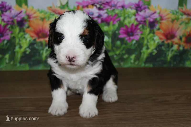 Benjie – Miniature Bernedoodle puppy for sale in Edon, OH